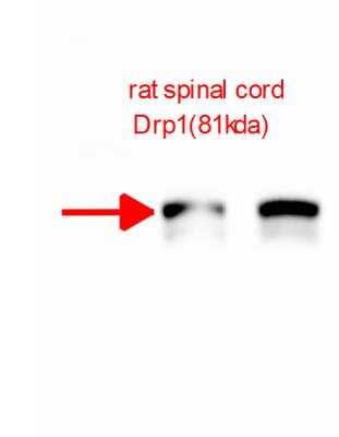 Western Blot: DRP1 AntibodyBSA Free [NB110-55288]