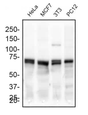 Western Blot: DRP1 AntibodyBSA Free [NB110-55288]