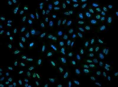 Immunocytochemistry/ Immunofluorescence: DRP2 Antibody [NBP3-05842]