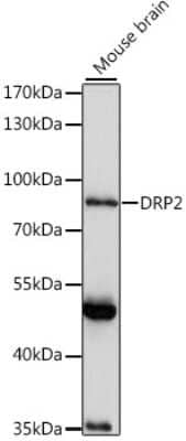 Western Blot: DRP2 AntibodyAzide and BSA Free [NBP2-92258]