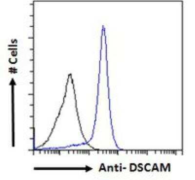 Flow Cytometry: DSCAM Antibody [NB100-41390]