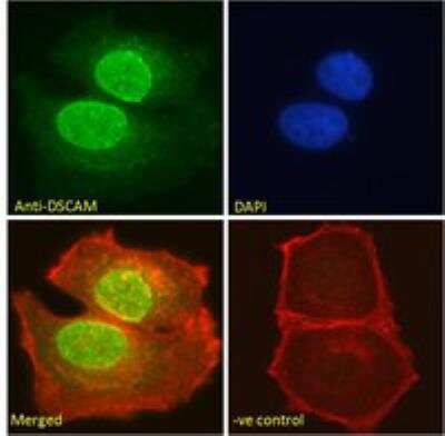 Immunocytochemistry/ Immunofluorescence: DSCAM Antibody [NB100-41390]