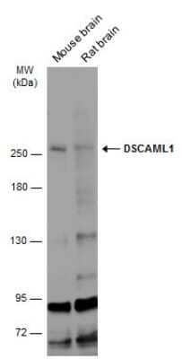 Western Blot: DSCAM-L1 Antibody [NBP3-12880]