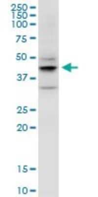 Western Blot: DSPG3/EPYC Antibody (2G6) [H00001833-M06]