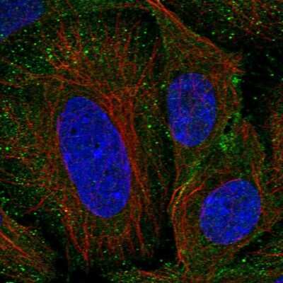 Immunocytochemistry/ Immunofluorescence: DSS1 Antibody [NBP2-57559]