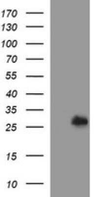 Flow Cytometry: DTD1 Antibody (OTI1E1) - Azide and BSA Free [NBP2-72335]