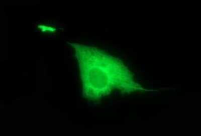 Immunocytochemistry/ Immunofluorescence: DTD1 Antibody (OTI1E1) [NBP2-35324]