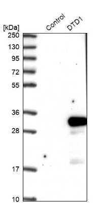 Western Blot: DTD1 Antibody [NBP1-88776]