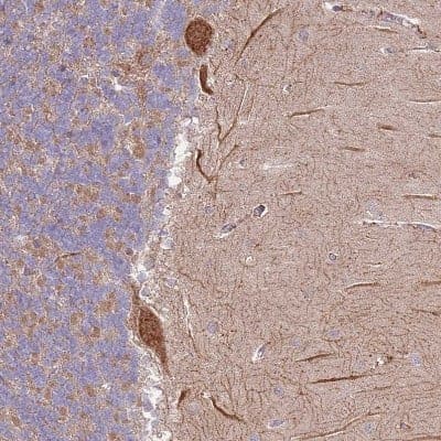 Immunohistochemistry-Paraffin: DTD2 Antibody [NBP2-14375]