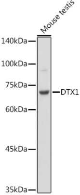 Western Blot: DTX1 AntibodyAzide and BSA Free [NBP3-16030]