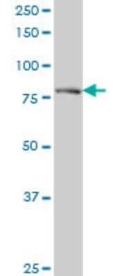 Western Blot: DTX3L Antibody (1D10) [H00151636-M01]