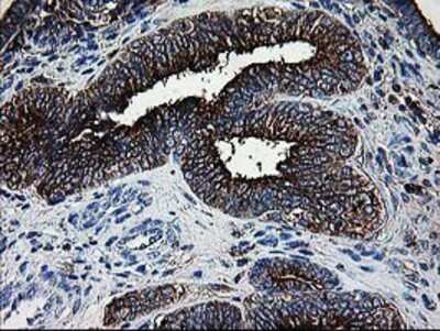 Immunohistochemistry-Paraffin: DTYMK Antibody (OTI1G8) [NBP2-01184]