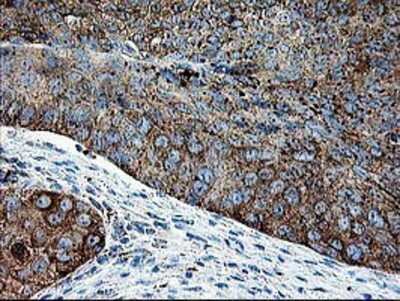 Immunohistochemistry-Paraffin: DTYMK Antibody (OTI1G8) [NBP2-01184]