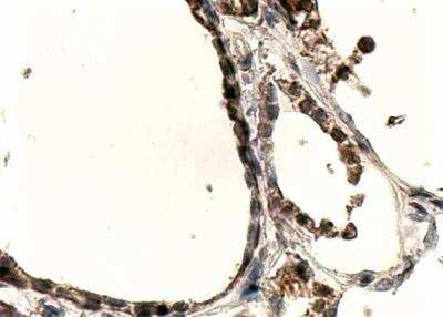 Immunohistochemistry-Paraffin: DUOX1 Antibody [NB100-93521]