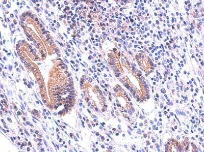 Immunohistochemistry-Paraffin: DUOX1 Antibody [NBP2-16232]