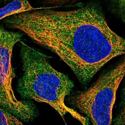 Immunocytochemistry/ Immunofluorescence: DUS2L Antibody [NBP1-91852]