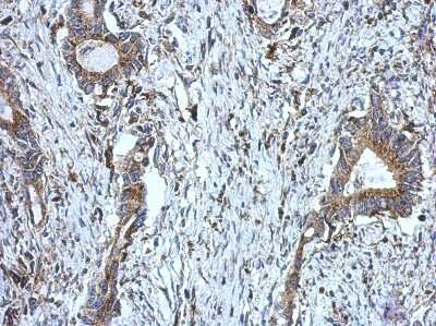 Immunohistochemistry-Paraffin: DUS2L Antibody [NBP2-16233]