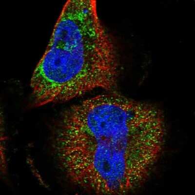 Immunocytochemistry/ Immunofluorescence: DUS4L Antibody [NBP1-91854]