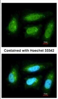 Immunocytochemistry/ Immunofluorescence: DUSP10 Antibody [NBP2-16235]