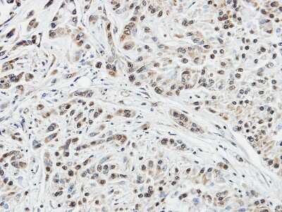 Immunohistochemistry-Paraffin: DUSP10 Antibody [NBP1-31001]