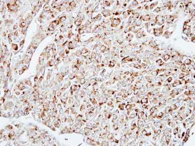 Immunohistochemistry-Paraffin: DUSP10 Antibody [NBP2-16235]