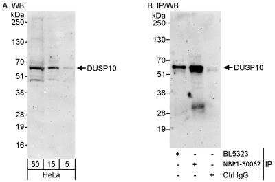 Immunoprecipitation: DUSP10 Antibody [NBP1-30062]