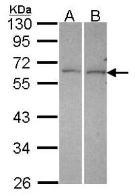 Western Blot: DUSP10 Antibody [NBP2-16235]