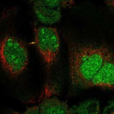 Immunocytochemistry/ Immunofluorescence: DUSP11 Antibody [NBP2-58109]