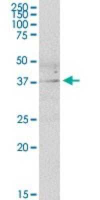 Western Blot: DUSP11 Antibody [H00008446-B01P]