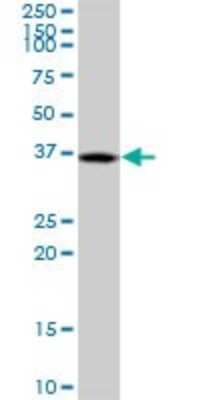 Western Blot: DUSP12 Antibody [H00011266-B01P]