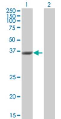 Western Blot: DUSP12 Antibody [H00011266-B01P]