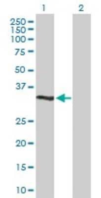 Western Blot: DUSP12 Antibody [H00011266-D01P]