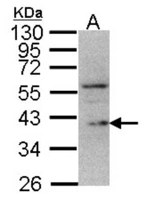 Western Blot: DUSP12 Antibody [NBP1-31197]