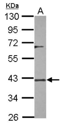 Western Blot: DUSP12 Antibody [NBP2-16236]