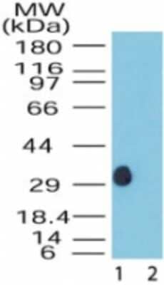 Western Blot: DUSP13 Antibody [NB100-56491]