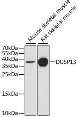 Western Blot: DUSP13 AntibodyAzide and BSA Free [NBP2-92793]