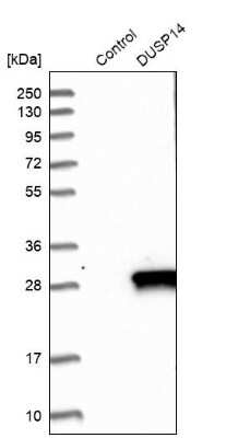 Western Blot: DUSP14 Antibody [NBP1-81046]