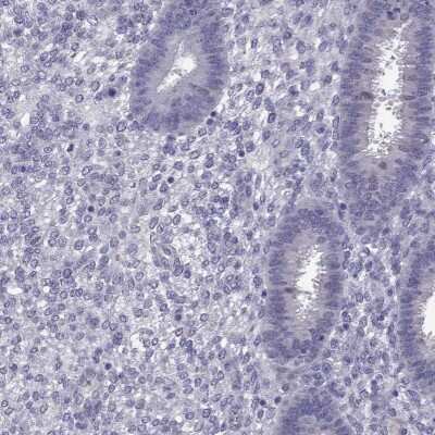 Immunohistochemistry-Paraffin: DUSP15 Antibody [NBP2-57320]