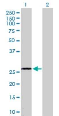 Western Blot: DUSP15 Antibody [H00128853-D01P]