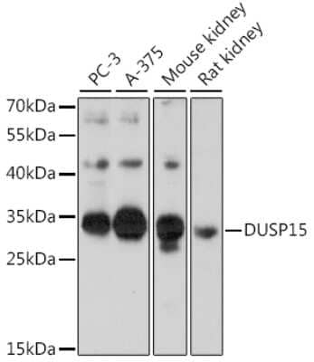 Western Blot: DUSP15 AntibodyAzide and BSA Free [NBP2-92313]