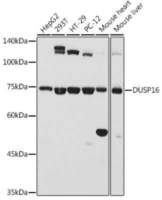 Western Blot: DUSP16 AntibodyBSA Free [NBP2-92694]