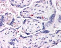 Immunohistochemistry-Paraffin: DUSP16 Antibody [NB100-848]