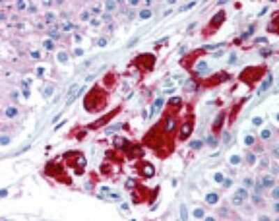 Immunohistochemistry-Paraffin: DUSP16 Antibody [NBP2-24501]
