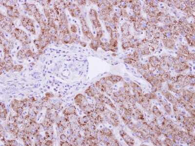 Immunohistochemistry-Paraffin: DUSP19 Antibody [NBP1-32399]