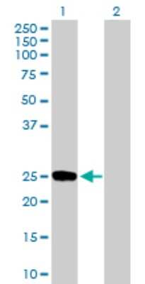 Western Blot: DUSP19 Antibody [H00142679-B01P]