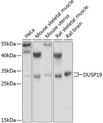 Western Blot: DUSP19 AntibodyBSA Free [NBP2-92468]