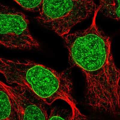 Immunocytochemistry/ Immunofluorescence: DUSP2 Antibody [NBP2-57949]