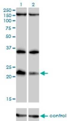 Western Blot: DUSP22 Antibody (3D3) [H00056940-M01]