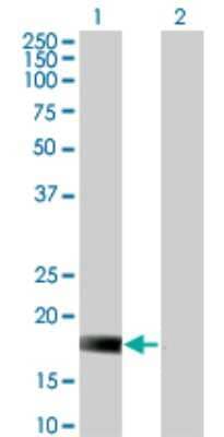 Western Blot: DUSP22 Antibody (3D3) [H00056940-M01]