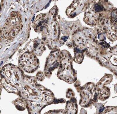 Immunohistochemistry-Paraffin: DUSP22 Antibody [NBP1-83078]